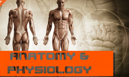 SOHA CERTIFICATE IN ANATOMY & PHYSIOLOGY FOR ELDERLY